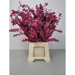 GESTABILISEERD EUC STUARTIANA CERISE