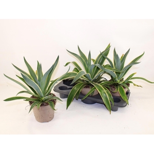 AGAV QUADRICOLOR