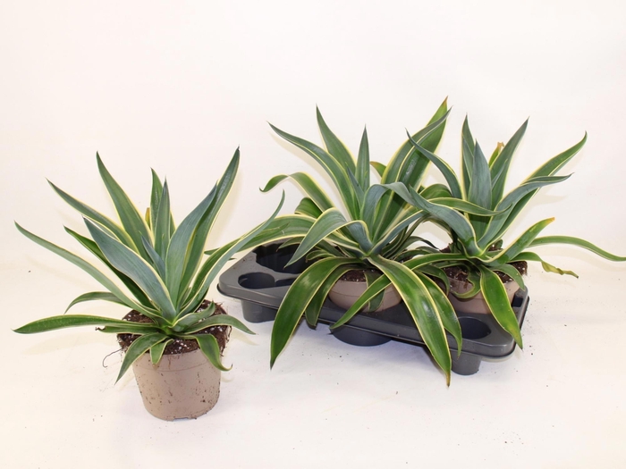 <h4>AGAV QUADRICOLOR</h4>
