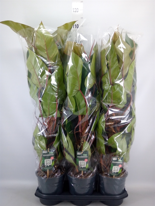 <h4>Philodendron  'Red Emerald'</h4>
