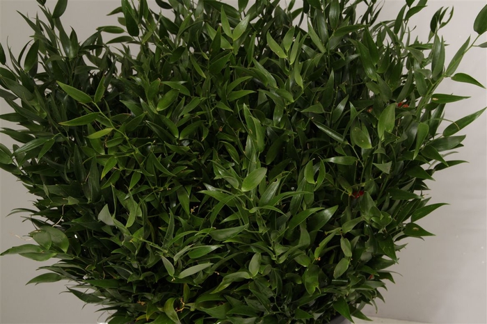 Ruscus Kort 400 Gram