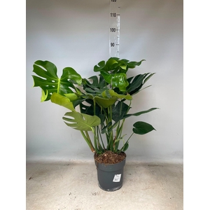 MONSTERA DELICIOSA
