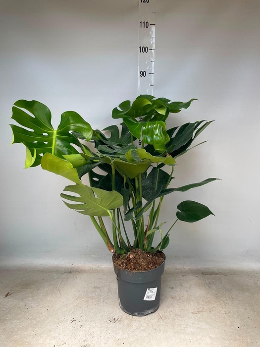 <h4>MONSTERA DELICIOSA</h4>