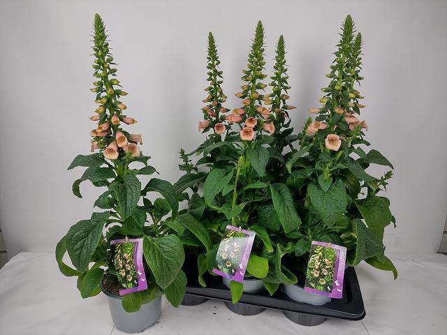 <h4>DIGI PURPUREA</h4>