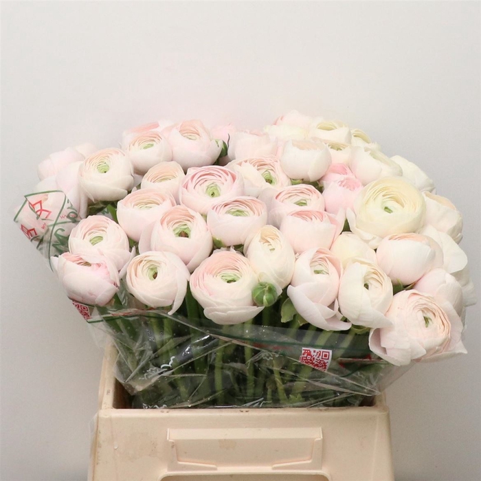 <h4>Ran Su Sr Hanoi Extra</h4>