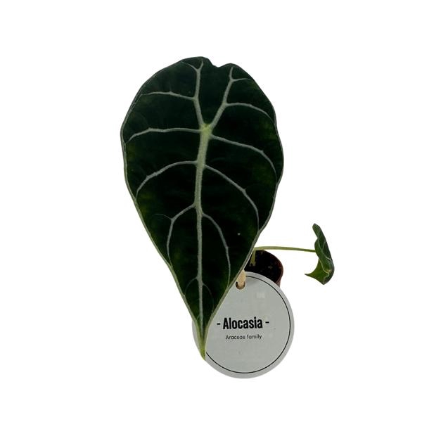 <h4>Alocasia overig</h4>