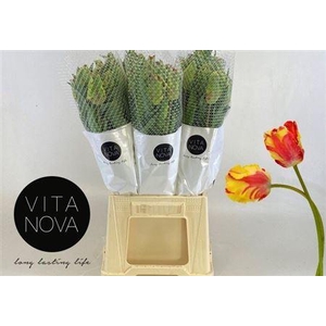 Tu Fr Pa Flaming Parrot