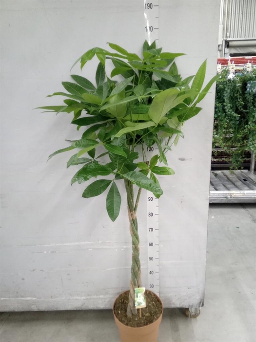 <h4>Pachira aquatica</h4>