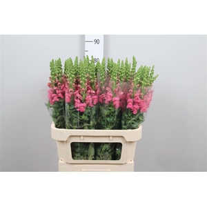 Antir Avignon Rose