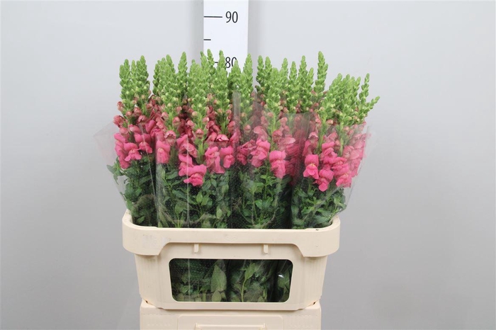 <h4>Antir Avignon Rose</h4>