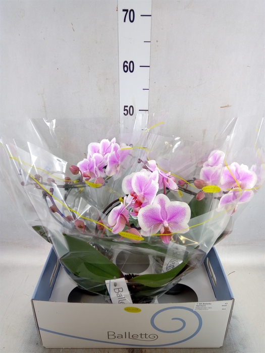 <h4>Phalaenopsis   ...</h4>