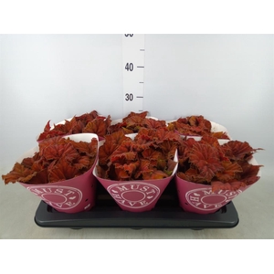 Begonia BD 'Beleaf Amber Love'