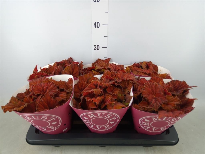 <h4>Begonia BD 'Beleaf Amber Love'</h4>