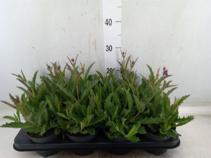 <h4>Verbena rigida</h4>