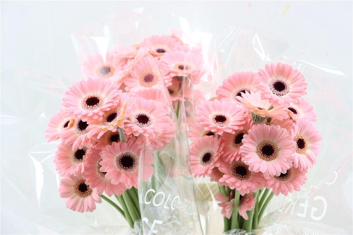 <h4>Ge Mi Dixon Xxl</h4>