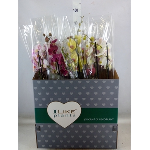 Phalaenopsis   ...mix