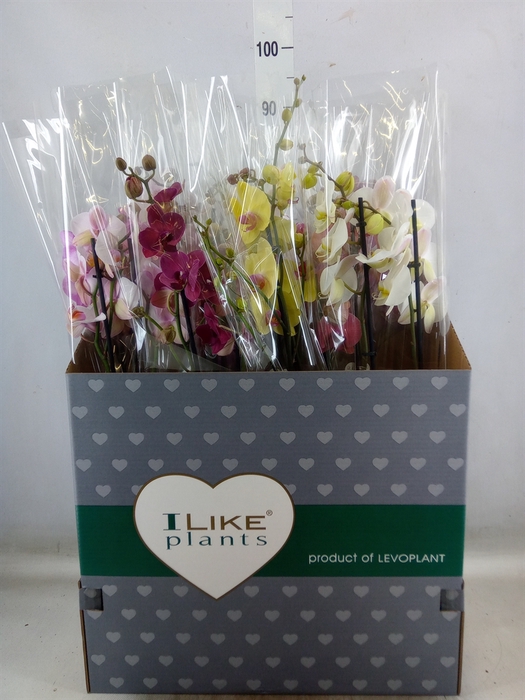 <h4>Phalaenopsis   ...mix</h4>