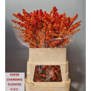 ILEX VE WINTER GOLD