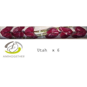 ANTH A UTAH 6 Small Pack