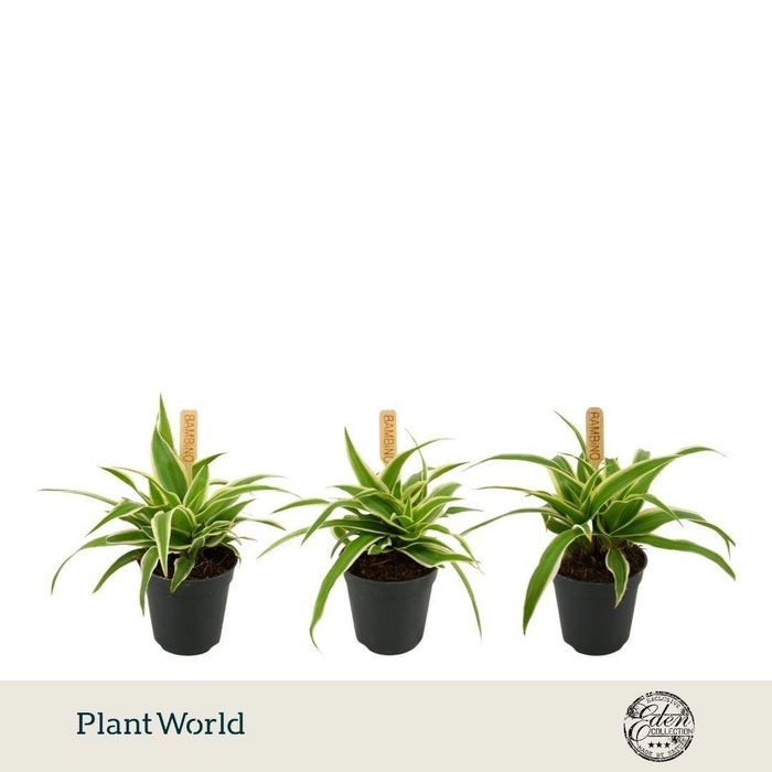 <h4>Chlorophytum Ocean P5.5</h4>