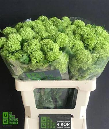 <h4>Viburnum Roseum St</h4>