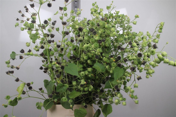 <h4>Lavatera Seed</h4>