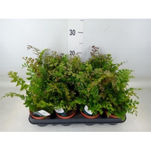 Didymochlaena truncatula