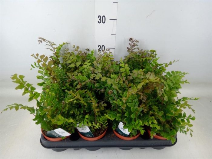 <h4>Didymochlaena truncatula</h4>