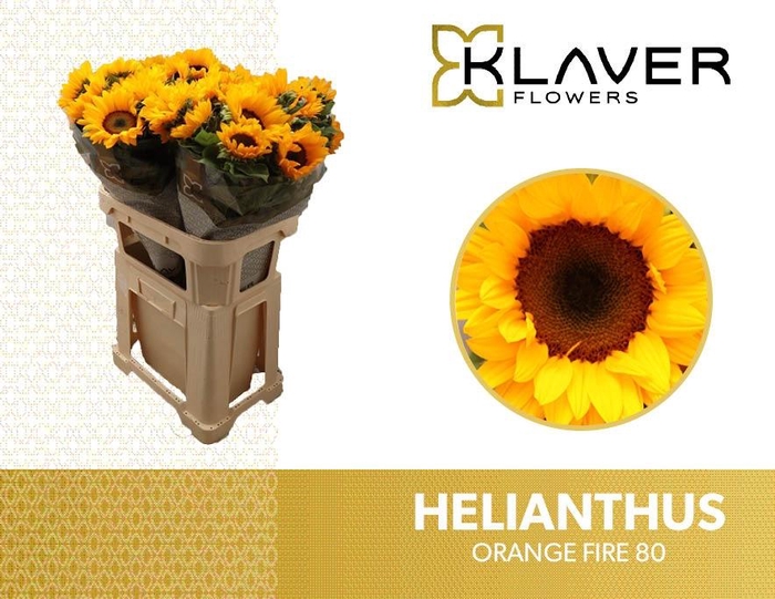 <h4>HELI VINCENTS TANGY</h4>