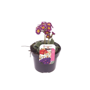 Primula elatior Miss Violet Laced