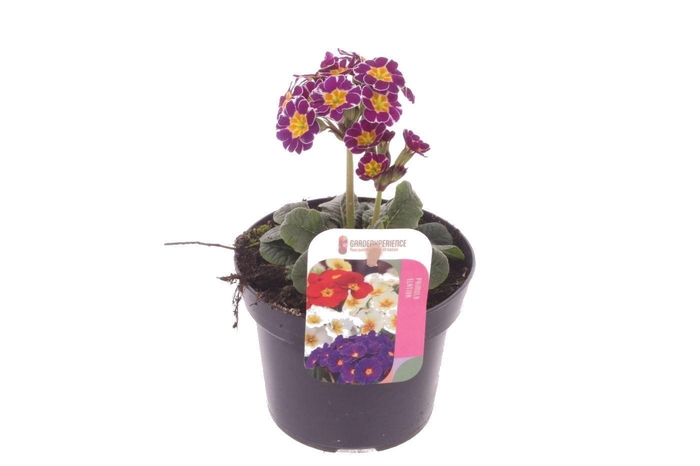 <h4>Primula elatior Miss Violet Laced</h4>