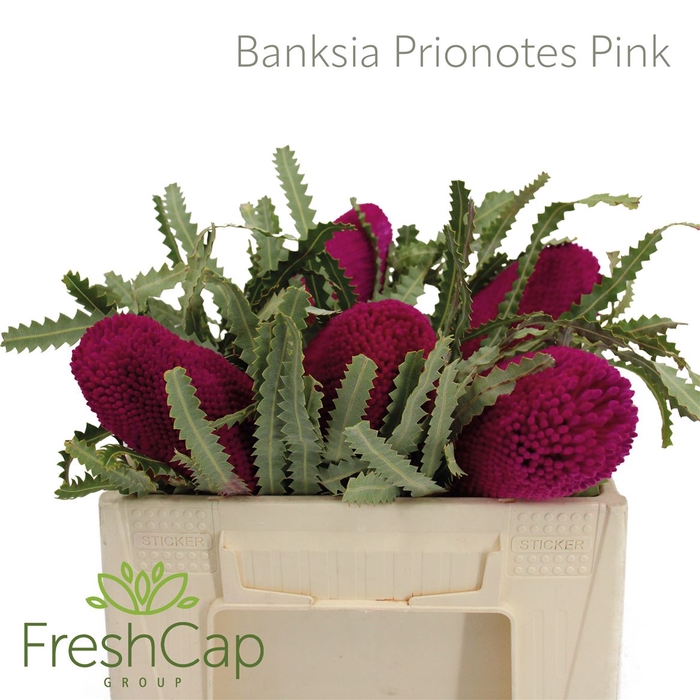 <h4>Banksia Prionotes Pink</h4>