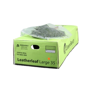 Lederv. Large Vacuum Gr. Beauty