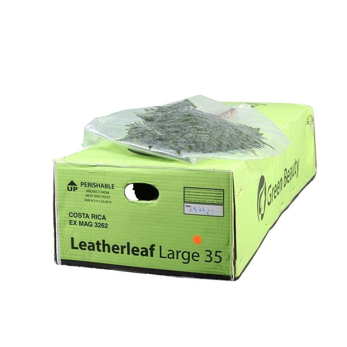 <h4>Lederv. Large Vacuum Gr. Beauty</h4>