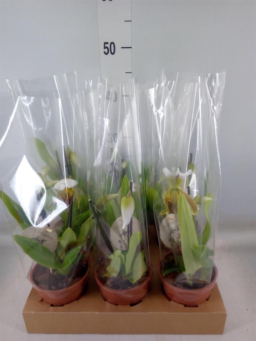 <h4>Paphiopedilum   ...</h4>