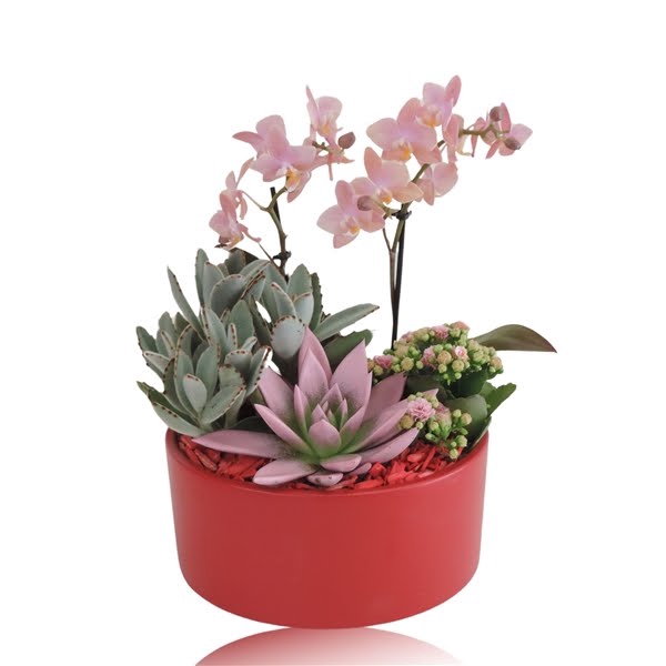 <h4>Arrangement Phalaenopsis 2 tak Keramiek schaal Mat Rood 22 cm</h4>