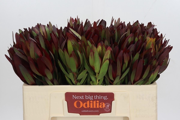 <h4>LEUCAD SAF SUNSET</h4>