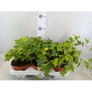 Hedera helix 'Goldchild'