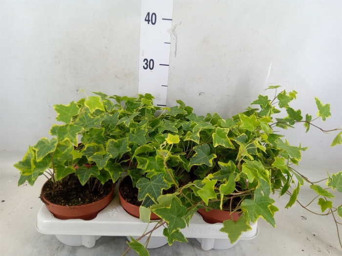 <h4>Hedera helix 'Goldchild'</h4>