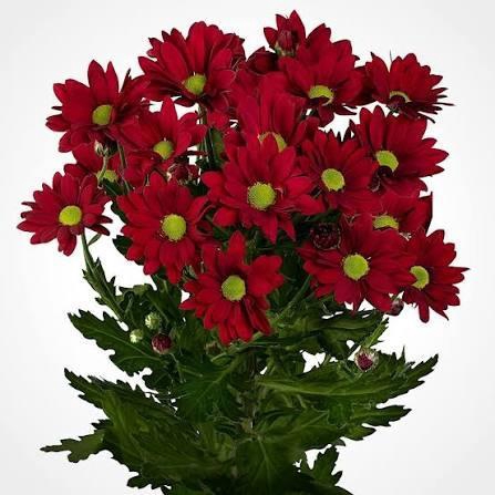 <h4>CHRYSANTHEMUM TR 'MEXICANA'</h4>