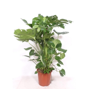 Monstera deliciosa 'houten stok'