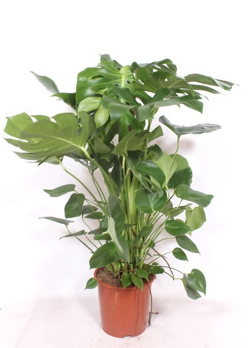 <h4>Monstera deliciosa 'houten stok'</h4>