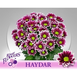 CHR T HAYDAR