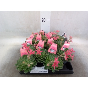 Graptopetalum tacitus   ...bloeiend
