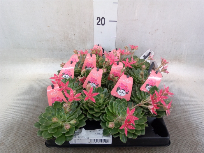 <h4>Graptopetalum tacitus   ...bloeiend</h4>
