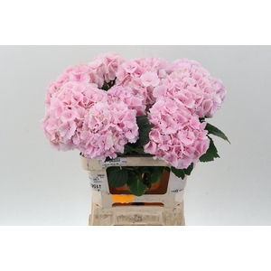 Hydr M Ch Lollypp Rz