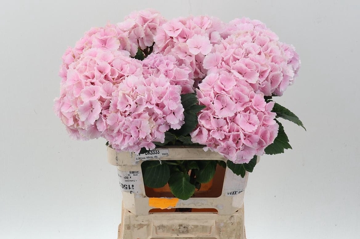 <h4>Hydr M Ch Lollypp Rz</h4>