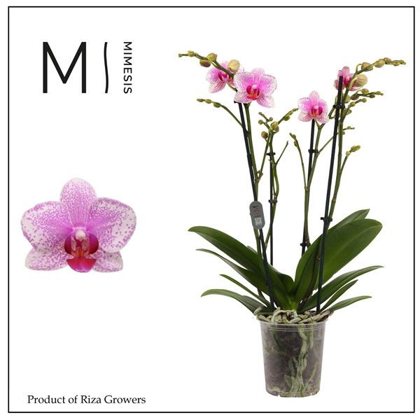 <h4>Mimesis Phal. Rotterdam - 4 spike 12cm</h4>