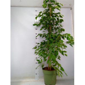 Ficus benja. 'Exotica'