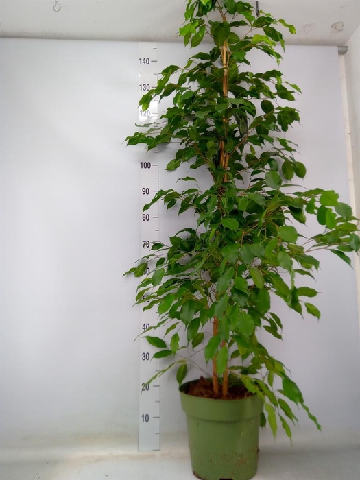 <h4>Ficus benja. 'Exotica'</h4>
